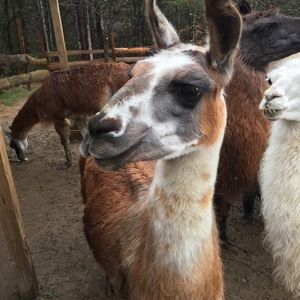 Meet your Posher, Joyce